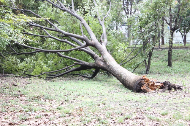 台風による倒木